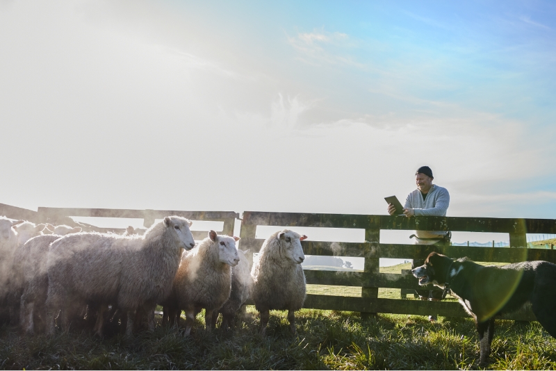 Farmer with sheep in paddock
